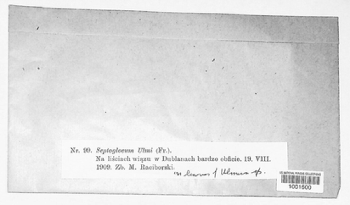 Mycosphaerella ulmi image